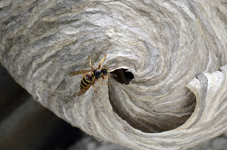 Bellissimo nido di Dolichovespula media